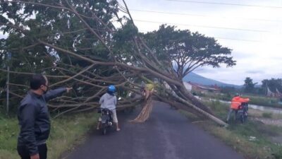 Damkar Agam Kerja Keras Bersihkan Material Pohon Tumbang