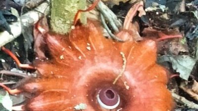 Ditemukan Jenis Bunga Langka Baru di Hutan Aia Tabik Kamang Mudiak