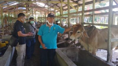 Raudhah Farm Berdayakan Keluarga Miskin Pelihara Ternak Sapi