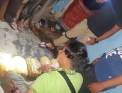 Polres Solok Tangkap Terduga Pengedar Bersama Tujuh Paket Besar Ganja