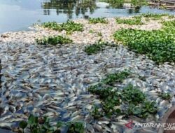 Kekurangan Oksigen, 15 Ton Ikan Keramba Jaring Apung Danau Maninjau Mati
