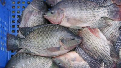 Banyak Ikan di Agam Mati, Harga Tetap Normal