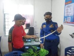 Damkar Payakumbuh Evakuasi Ular Tikus dari Mesin Printer
