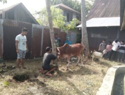 3 Sapi dan Satu Kambing Dikurbankan Warga RT03/RW01 Kel. Nan Balimo