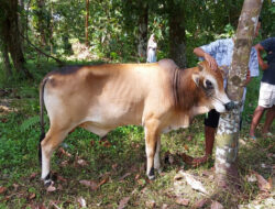 JKA Laksanakan Kurban di Kampung Halaman