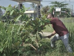 Wako Payakumbuh Canangkan Pupuk Organik Taniku
