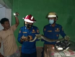 Damkar Tangkap Dua Ular Dari Permukiman Warga