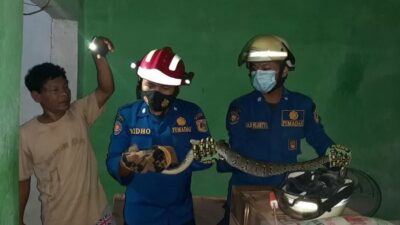 Damkar Tangkap Dua Ular Dari Permukiman Warga