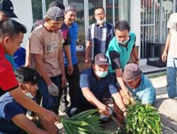 Jajaran Kankemenag Tanah Datar Distribusikan Daging dan Sapi Kurban