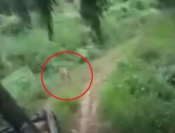 Terekam Kamera, Harimau Buntuti Mobil Warga di Kebun Sawit