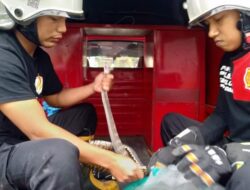 Musang Langka dan Ular King Koros Dievakuasi Tim Damkar Padang Panjang