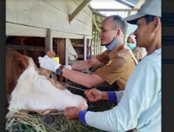 Peternak Sapi di Tanah Datar Diajak Ikut Asuransi AUTSK