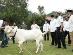 Peternakan Kambing Etawa Tanjung Barulak Tingkatkan Perekonomian Warga