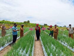 Bawang Merah Varietas Sumbu Marapi Terdaftar Milik Tanah Datar