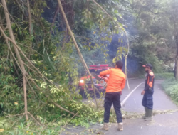 Pohon Tumbang, Sebagian Jalan di Kelok 4 Tertutup