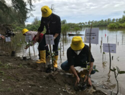 PT Angkasa Pura II Tanam 3000 Mangrove di Pasir Jambak Padang