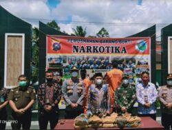 19 Kg Ganja Dimusnahkan, Wabup: Bukti Bersama, Membumihanguskan Narkoba di Pasaman