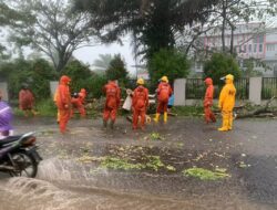 Pohon Tumbang di Kawasan Komplek Syekh Burhanuddin, 1 Warga Meninggal