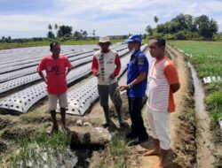 Produksi Bawang Merah di Singguliang Lebih Bagus