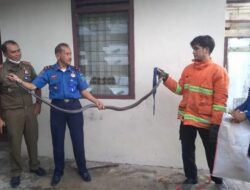 Dievakuasi Damkar Pasaman, King Kobra Masuk Rumah Asrama Polisi