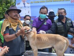 Berantas Rabies, Pemprov Sumbar Gandeng Organisasi Buru Babi