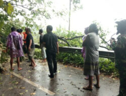Pohon Tumbang Tutupi Akses Jalan di Kelok 44