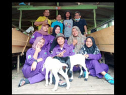 Tingkatkan Kualitas Susu Kambing dengan Introduksi Tanaman Bunga Matahari Meksiko