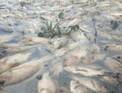 Ratusan Ton Ikan Mati di Danau Maninjau