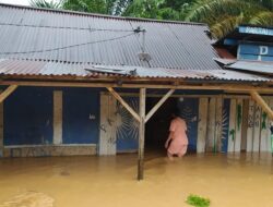 Banjir di Dharmasraya Rendam Ratusan Rumah