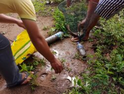 Tercemar Limbah, Ratusan Ikan Mati di Sungai Jujuhan Dharmasraya