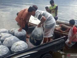 Antisipasi Kerugian, Petani Ikan Keramba Danau Maninjau Panen Dini