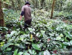Jalur Gunung Kerinci Via Solok Selatan Diusulkan Tutup Sementara