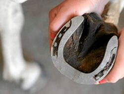 Ini Alasan mengapa Kuda Dipasangi Sepatu