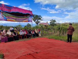 Gubernur Turunkan OPD Dukung Perkebunan Buah Naga di Nagari Kacang