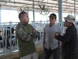 Peternakan Sapi Sirukam Bisa jadi Proyek Percontohan di Sumatera