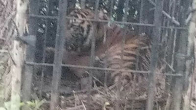 BKSDA Agam Berhasil Tangkap Harimau Sumatera di Maua Hilia
