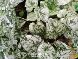 Homalomena Frog, Tanaman Hias Cantik Asal Kota Padang Panjang