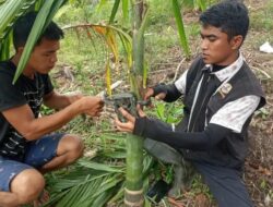 Temukan Jejak Harimau, BKSDA Sumbar Pasang Kamera Jebak