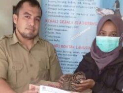Kucing Hutan yang Diselamatkan Warga Diserahkan ke BBKSDA Riau
