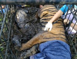 Harimau Sumatera yang Masuk Perangkap di Palembayan Direhabilitasi ke Dharmasraya 