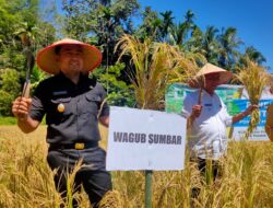 2022, Sumbar Targetkan Produksi Padi 1.5 Juta Ton