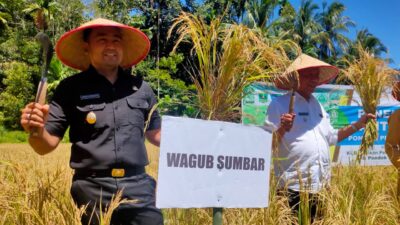 2022, Sumbar Targetkan Produksi Padi 1.5 Juta Ton