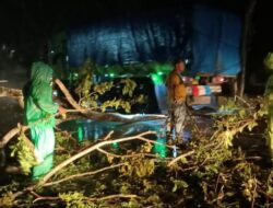 Angin Kencang, Pohon Pelindung di Pinggir Jalan Lintas Sumatera Tumbang