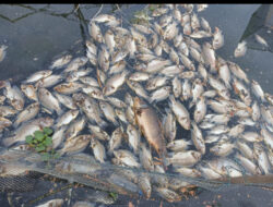 Lagi, 80 Ton Ikan Keramba di Danau Maninjau Mati
