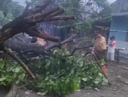 Pohon Tumbang Terdampak Hujan Disertai Angin Kencang di Padang
