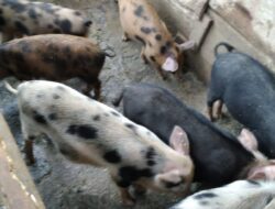 Tingkat Konsumsi Babi di Mentawai Capai 1000 Ekor per Tahun