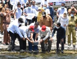 Gubernur Mahyeldi Tebar 4000 Bibit Ikan Bilih di Danau Singkarak
