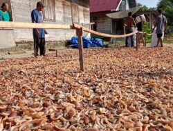 Harga Jual Kopra di Mentawai Naik