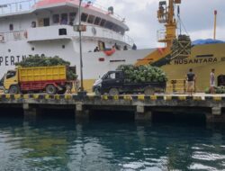 Mentawai Hasilkan 120 Ton Pisang Setiap Bulan
