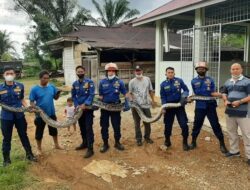 Dinas Damkar Padang Evakuasi Ular Piton Dekat Kampus PNP